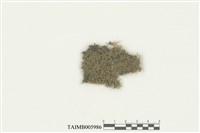 藏品(爪哇扁萼蘚)的圖片